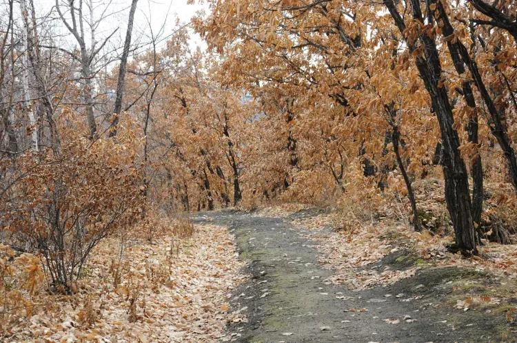 Днем по Амурской области 18 октября малооблачно, преимущественно без осадков