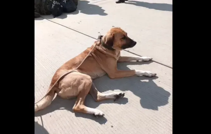 Раненую собаку в зоне спецоперации спас росгвардеец и привез ее домой в Хабаровск