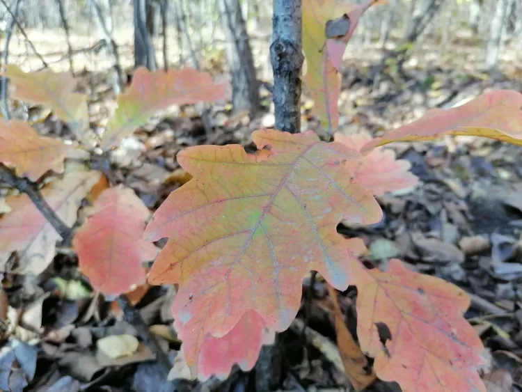 Днем в Амурской области 20 октября небольшая облачность, преимущественно без осадков