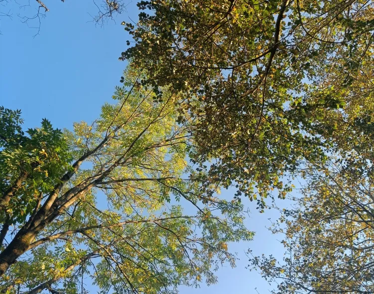 Уровень тревожного настроения россиян снизился