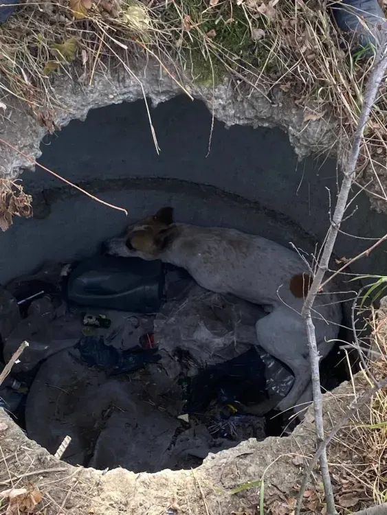 Собаку из плена освободили пожарные при тушении пала в Благовещенске