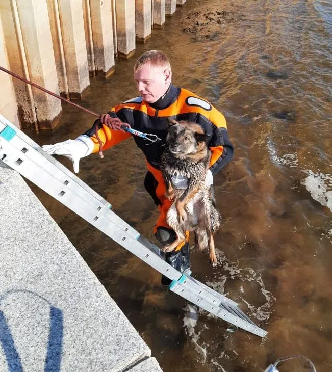 Спасатели вытащили домашнюю собаку из воды на набережной Амура