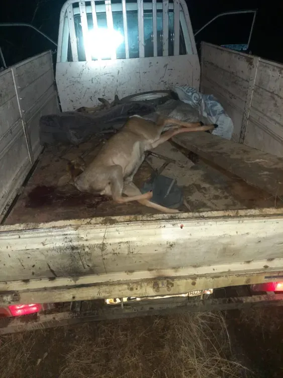 Браконьеры едва не переехали охотоведа в Шимановском районе