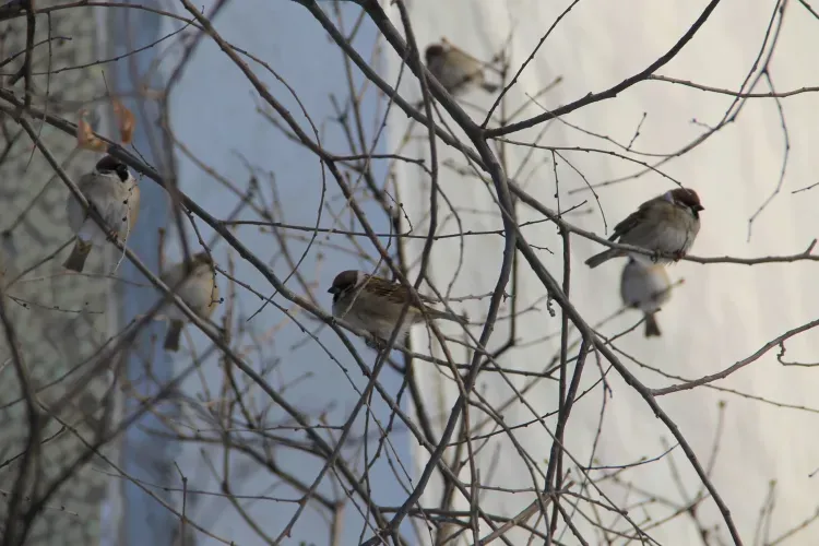 Днем по Амурской области 2 ноября ожидается ветреная, холодная погода