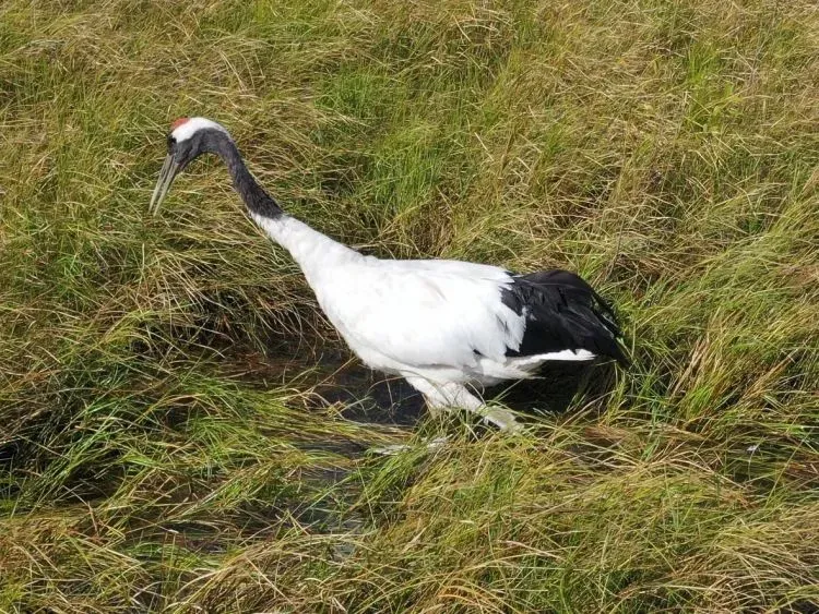 В Японии зафиксирован мощный очаг птичьего гриппа среди журавлей