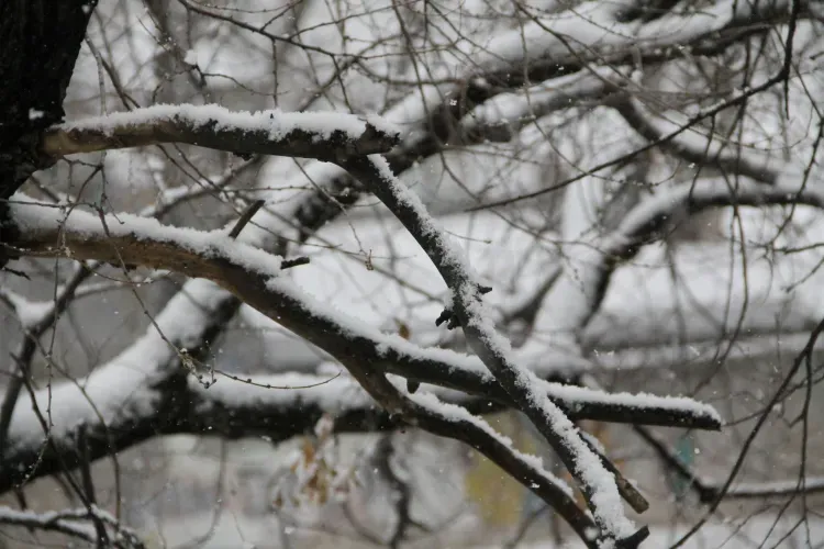 Северный ветер ожидается в Приамурье 28 ноября