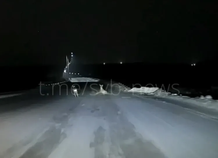 Соцсети: косули выбежали на дорогу перед автомобилем в Амурской области