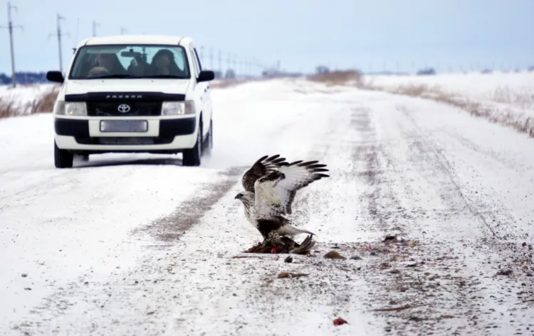 Хищную птицу за поеданием фазана застали сотрудники парка в Тамбовском районе
