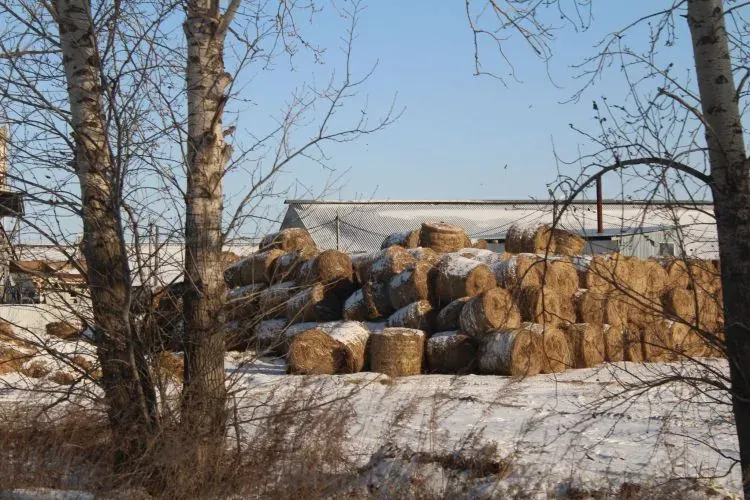 Снег и слабая метель в Амурской области 12 декабря 