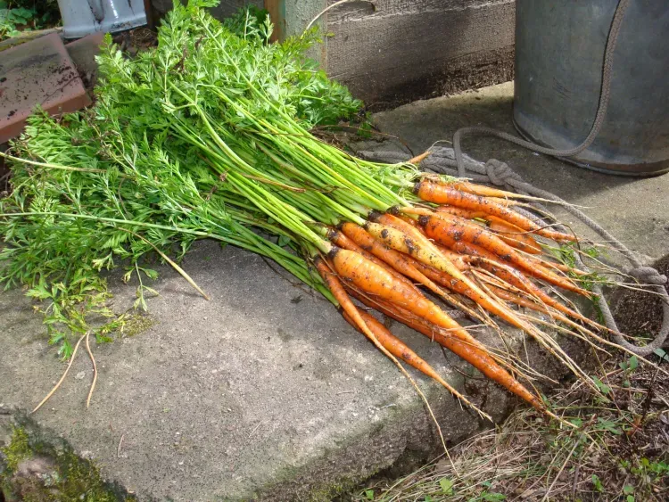 Семена овощей 47 сортов продавали в Амурской области без документов