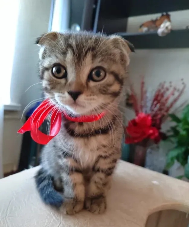 Котенка шотландской вислоухой кошки подарил девочке мэр Благовещенска