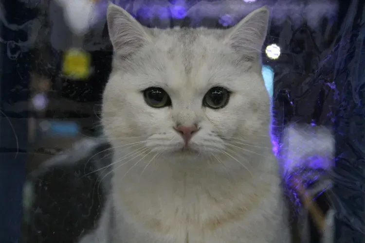 Кошатник из Благовещенска пытался убить соседа, недовольного запахом из квартиры