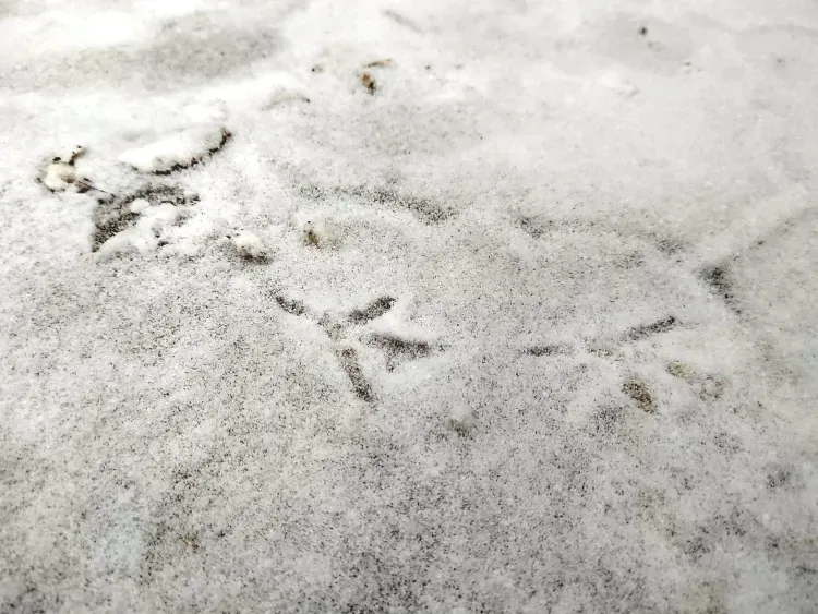 Днем по Амурской области 22 декабря снег от небольшого до умеренного