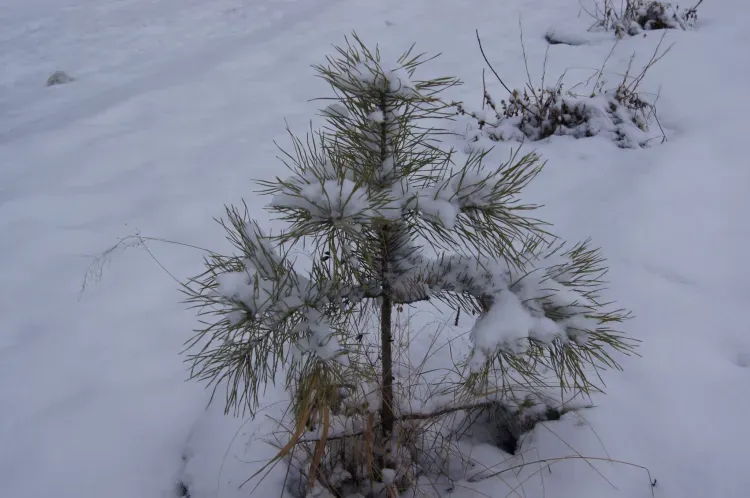 Днем по Амурской области 28 декабря местами по южным районам небольшой снег