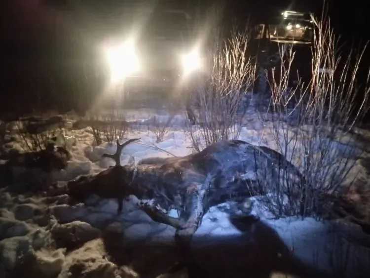 Братья-близнецы устроили браконьерскую охоту на лося в Сковородинском районе