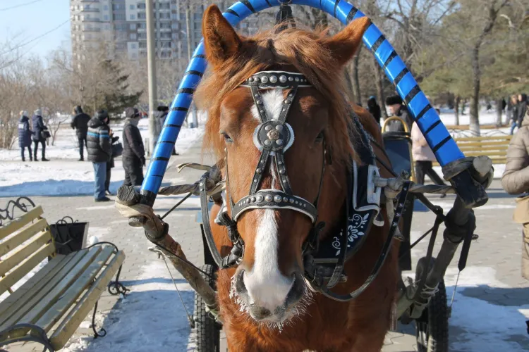 Пришел Федул - ветер подул