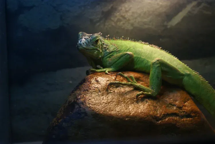 Зоопарк без лицензии на использование животных обнаружили в Благовещенске