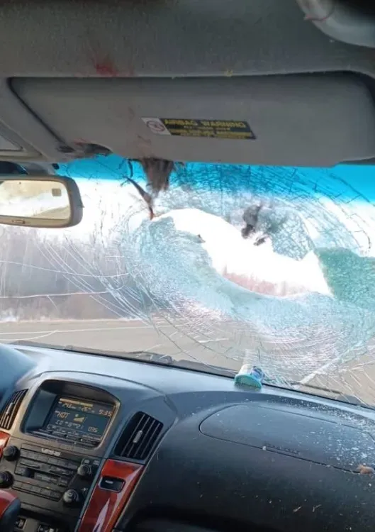 Фазан стал участником жесткого ДТП в Амурской области