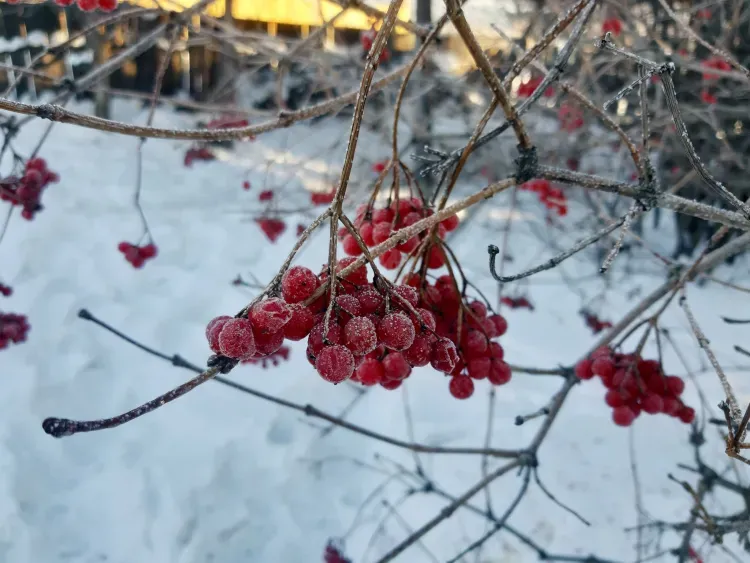 Морозы ниже нормальной температуры задержатся в Приамурье на всю неделю