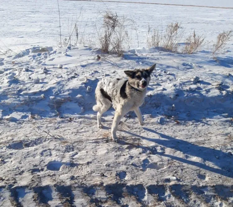 Собака, напоминающая японского Хатико, живет на дороге Амурской области 