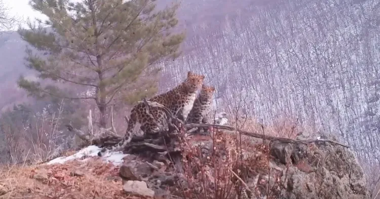 Редкие кадры дальневосточного леопарда с тремя котятами из Приморья покажут в Париже