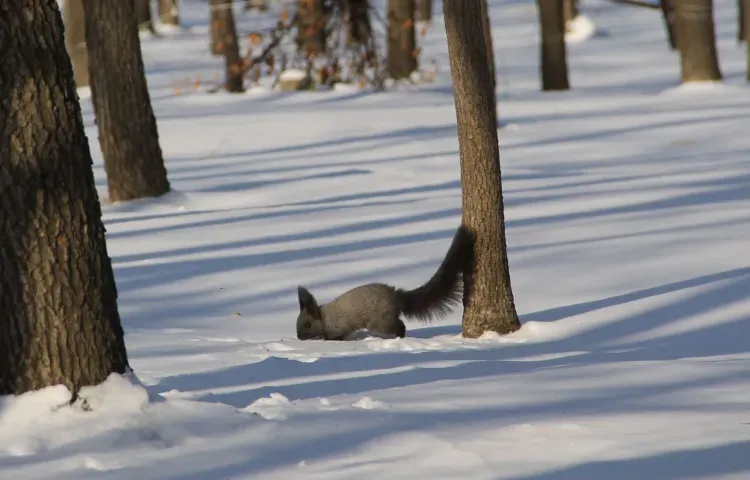 Тигр, загрызший собак в Приморье, чует ловушки и поймать его не удается