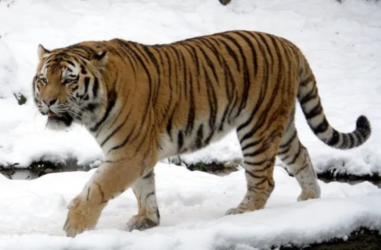 Тигра, державшего в страхе поселок, отловили в Хабаровском крае