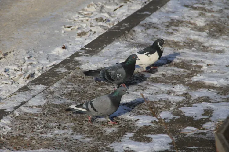Днем в Амурской области 3 февраля небольшая облачность, преимущественно без осадков