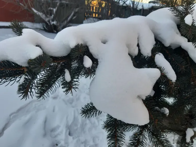 Два циклона принесут потепление в Амурскую область