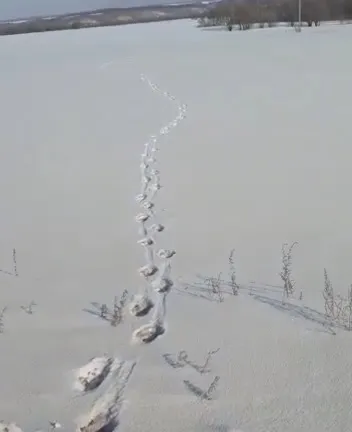 Следы тигрицы обнаружили сотрудники скорой помощи в Завитинском округе