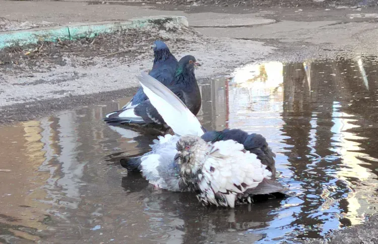 Плюсовая температура воздуха ожидается в Амурской области 27 февраля