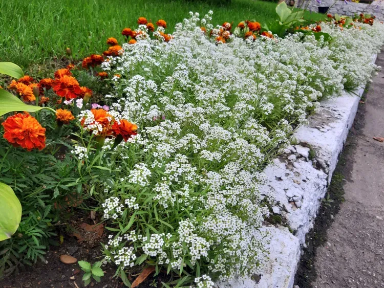 Эксперимент с высаженными цветами устроят на клумбах Благовещенска