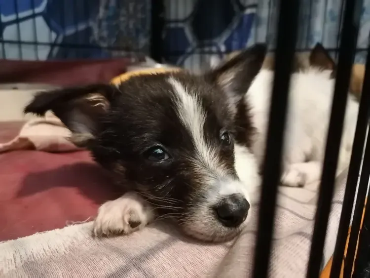 В Благовещенске щенка выбросили из окна с третьего этажа