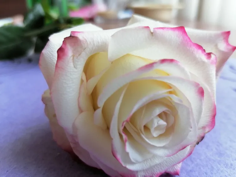 Международный женский день 8 Марта