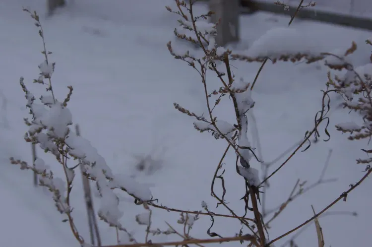 Снег, местами сильный по северу Амурской области пройдет 11 марта