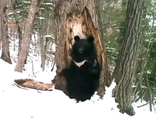 Медведь станцевал после спячки в Приморье