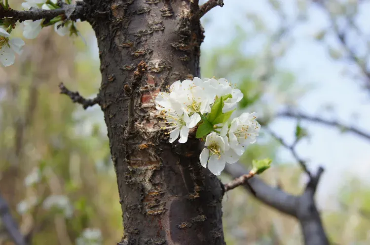 Опасность весны назвали россиянам