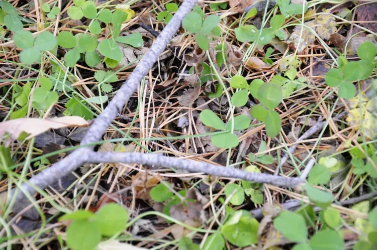 Заброшенные скотомогильники в Амурской области проверят на безопасность
