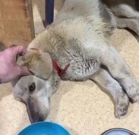 Бегун Руслан Шакин подарит бездомной собаке поход в "салон красоты" 