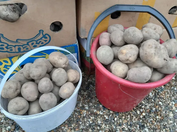 Климат защищает от вредителей картофельные поля в Амурской области