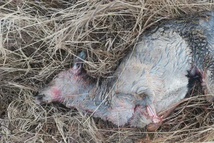 В Амурской области застрелена косуля, беременная двумя детенышами