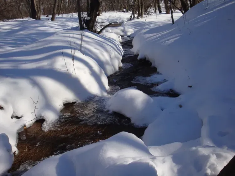 Красивый весенний праздник - День подснежника отмечается 19 апреля