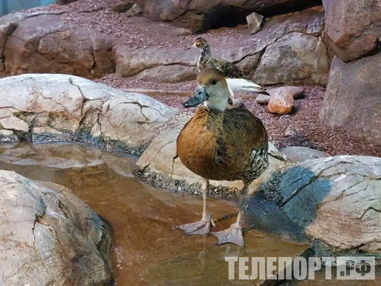 Охотуправление: весеннюю охоту в Зейском районе не отменяли