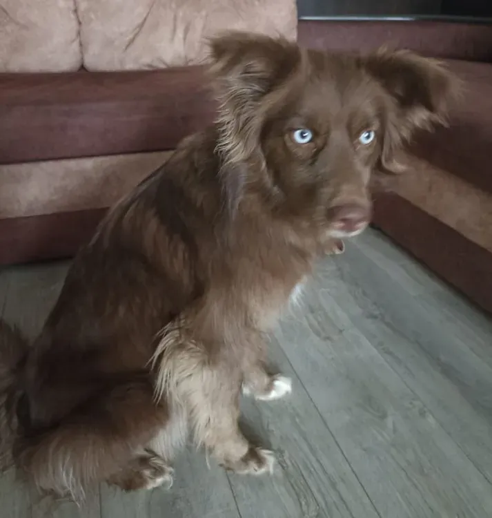 Передержку в доме для собаки мобилизованного хозяина ищут в Приамурье