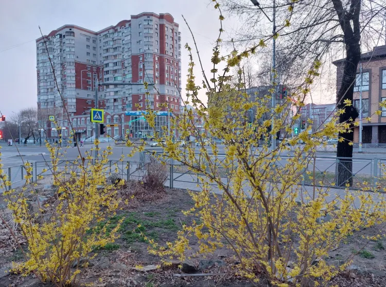 Днем в Амурской области 3 мая по северу небольшие и умеренные осадки, местами сильные