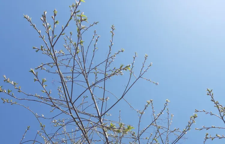 Днем в Амурской области 4 мая переменная облачность, местами по северу небольшие осадки