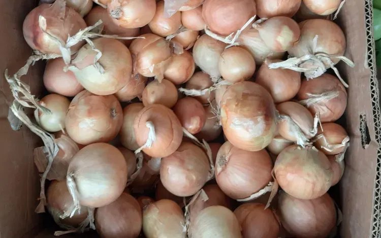 День Луки: «Лук от семи недуг»