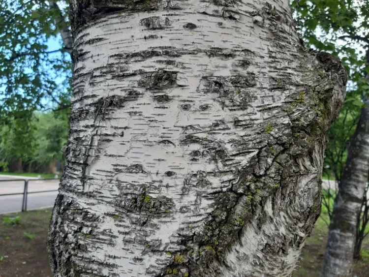 Березосок отмечается 11 мая