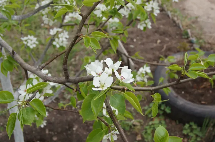 Днем в Амурской области 12 мая переменная облачность, местами по северу кратковременный дождь