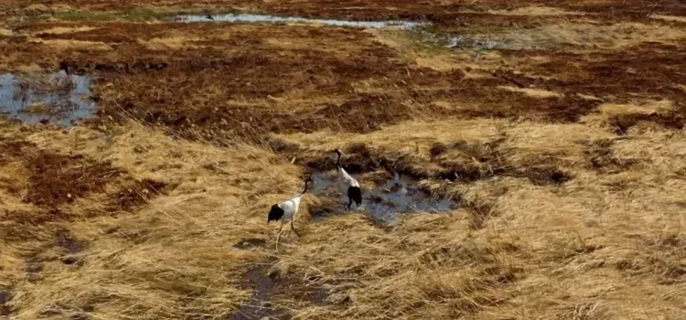 Пожар оставил без потомства японских журавлей в Тамбовском округе